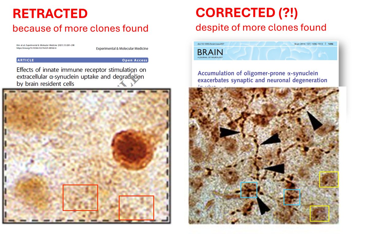 mumumouse2's tweet photo. Tale of two (papers with) clones.

Left: clones found by sleuth, more by the publisher, RETRACTED.

Right: clones found by sleuth after sleuth after sleuth, “CORRECTED”. Sleuths being stone-walled. @MicrobiomDigest @arbmacip 

Detection is not that hard. Authors are often opportunists in the system that is designed to protect those with fame and connections.

Author lists hidden, because this is about editorial behaviors. 

RETRACTED https://t.co/By4HdZIJ3y
“CORRECTED” https://t.co/FZlkqV0BIy

Good job @SpringerNature, Bad job @OUPAcademic