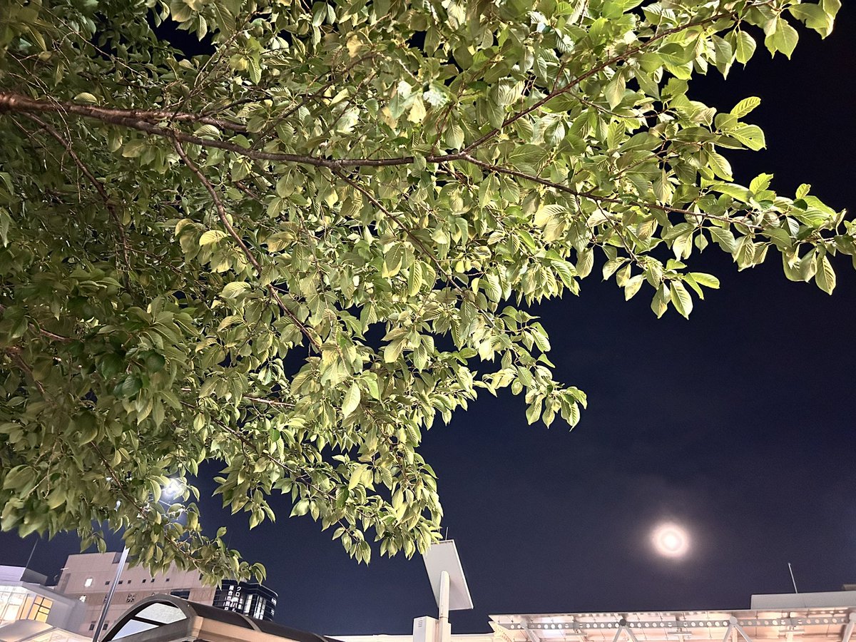 Rishun223's tweet photo. 月がキレイですね🌕 https://t.co/oDqXrNEoW9