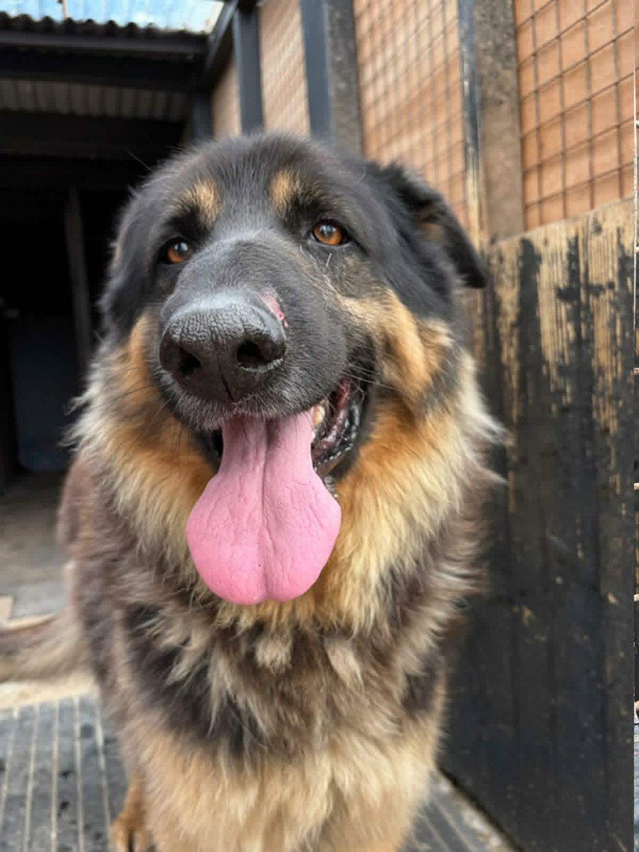 gsrescueelite's tweet photo. Jack is around 6yrs old and this handsome lad came to us via the pound and it was clear he hasn't had the best life. Jack has loved everyone he has met, can live with older kids and needs careful intros to other #dogs 
#germanshepherd #Notts 
https://t.co/UvdxIDesgU https://t.co/kuvCK3Sjqz