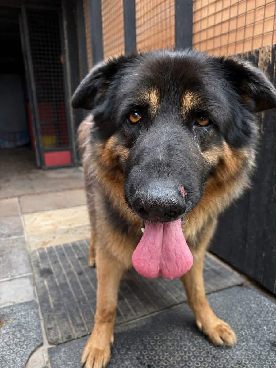 gsrescueelite's tweet photo. Jack is around 6yrs old and this handsome lad came to us via the pound and it was clear he hasn't had the best life. Jack has loved everyone he has met, can live with older kids and needs careful intros to other #dogs 
#germanshepherd #Notts 
https://t.co/UvdxIDesgU https://t.co/kuvCK3Sjqz