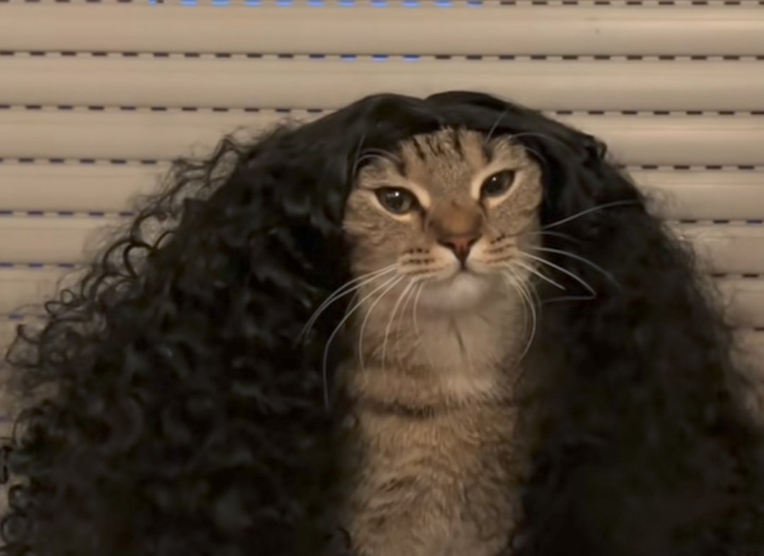 CozyPerry3's tweet photo. Imagina você ter a pachorra de Chamar a KATY PERRY para cantar em um evento republicano. A mulher que fez campanha pro Hillary Clinton, Joe Biden e Kamalah, tem um Witness e uma Chained To The Rhythm no currículo e já cantou na posse do Biden. Pelo amor, é ser muito delulu https://t.co/XpRA0989gQ