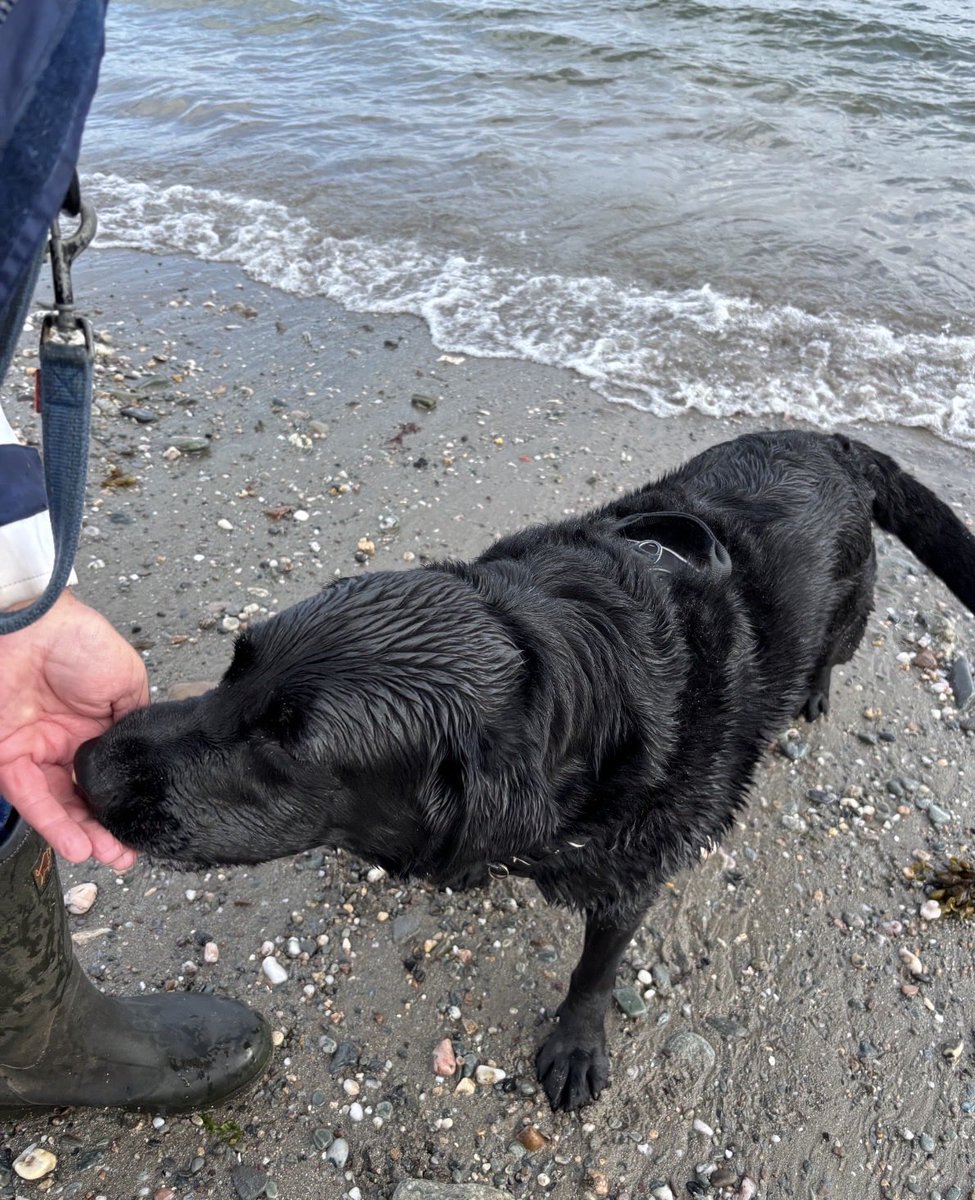 H2RScotland's tweet photo. Gorgeous Lab Retriever MAC is looking for a new home.

Sadly Macs owner is seriously unwell and won’t be able to care for Mac any more.

MAC is very friendly. He is very loving and affectionate and loves to meet new people. 
He’s been use to a cat and also another small dog. 
Mac is also registered with the vets and healthy with no issues.
He is 7 years young and very playful and spritely. 
Mac is house trained and travels well in the car. He can be strong on the lead. 

He would suit someone who doesn’t have young children - we don’t know how he would be with small kids. 
A home with older teens over 14 is fine.

Mac is neutered. 

We don’t have a lot of information sadly as his previously owner can no longer communicate, so the information we do have is what we have found out and shared from the vets. 

If you’d like to give this lovely lad a home please email us directly on info@help2rehome.com with some information about yourself (including where you stay and if you meet the criteria above). 

Sorry we can’t accept private messages or comment enquiries. 

If you need help to rehome your pet please call us on 0330 133 4594.