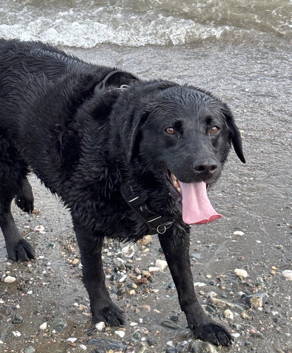 H2RScotland's tweet photo. Gorgeous Lab Retriever MAC is looking for a new home.

Sadly Macs owner is seriously unwell and won’t be able to care for Mac any more.

MAC is very friendly. He is very loving and affectionate and loves to meet new people. 
He’s been use to a cat and also another small dog. 
Mac is also registered with the vets and healthy with no issues.
He is 7 years young and very playful and spritely. 
Mac is house trained and travels well in the car. He can be strong on the lead. 

He would suit someone who doesn’t have young children - we don’t know how he would be with small kids. 
A home with older teens over 14 is fine.

Mac is neutered. 

We don’t have a lot of information sadly as his previously owner can no longer communicate, so the information we do have is what we have found out and shared from the vets. 

If you’d like to give this lovely lad a home please email us directly on info@help2rehome.com with some information about yourself (including where you stay and if you meet the criteria above). 

Sorry we can’t accept private messages or comment enquiries. 

If you need help to rehome your pet please call us on 0330 133 4594.