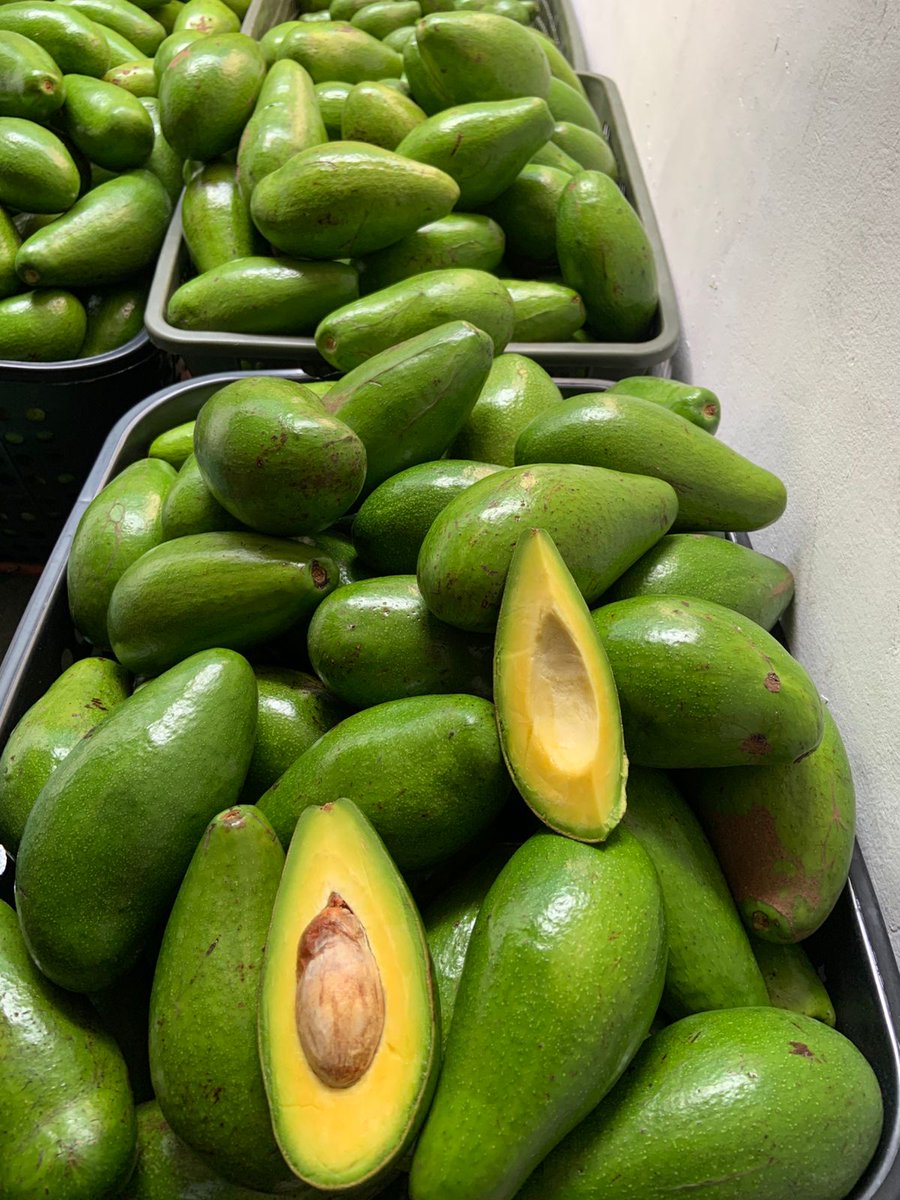 SubhanFadlal's tweet photo. Penggemar alpukat wajib merapat! Alpukat Mentega Siger asli Lampung Timur ready stock. Ukuran jumbo/sedang, harga bersahabat cuma 20k–30k/kg! Daging legit, super gurih, &amp; kaya nutrisi. Pas banget buat diet sehatmu. Lokasi Di Tangerang  Cipondoh, DM / Klik link Shopii Di Bio🛒🥑 https://t.co/kaxgVrvyJl
