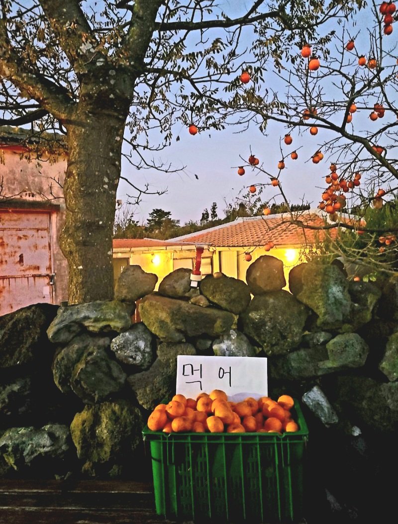 nulpuleunsonamu's tweet photo. 제주도 한국 🍊 https://t.co/6scsMYgMNf