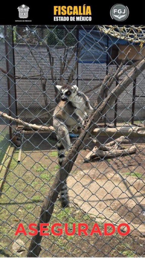 Central_CM's tweet photo. Rescatan 10 ejemplares de fauna silvestre en #Chalco durante un #operativo contra el tráfico de especies.   

Los animales presentaban indicios de #descuido; una persona fue #asegurada por su presunta relación con la venta ilícita de ejemplares protegidos. https://t.co/ZtsTIOX8MR