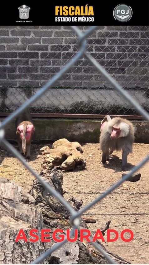 Central_CM's tweet photo. Rescatan 10 ejemplares de fauna silvestre en #Chalco durante un #operativo contra el tráfico de especies.   

Los animales presentaban indicios de #descuido; una persona fue #asegurada por su presunta relación con la venta ilícita de ejemplares protegidos. https://t.co/ZtsTIOX8MR