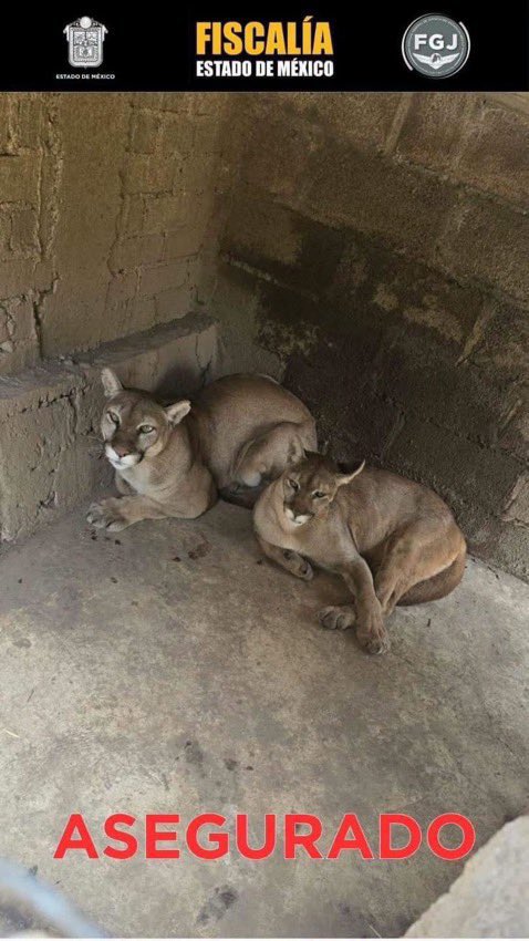 Central_CM's tweet photo. Rescatan 10 ejemplares de fauna silvestre en #Chalco durante un #operativo contra el tráfico de especies.   

Los animales presentaban indicios de #descuido; una persona fue #asegurada por su presunta relación con la venta ilícita de ejemplares protegidos. https://t.co/ZtsTIOX8MR