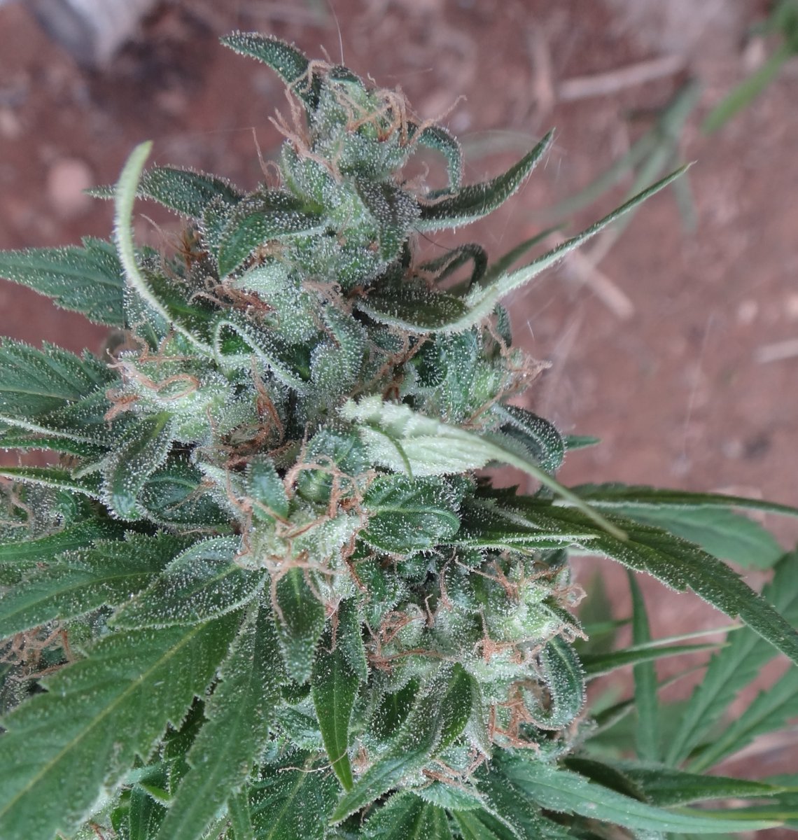 ACE_Seeds's tweet photo. A5 Haze, bred and selected by #NevilleSchoenmakers in the late 80s. Since 2018, it has played a key role in the development of top notch sativa dom hybrids such as Killer A5 Haze.

A5 Haze is renowned for its vigor, massive yields, legendary long lasting potency and incense terps https://t.co/Q5mluUQbUW