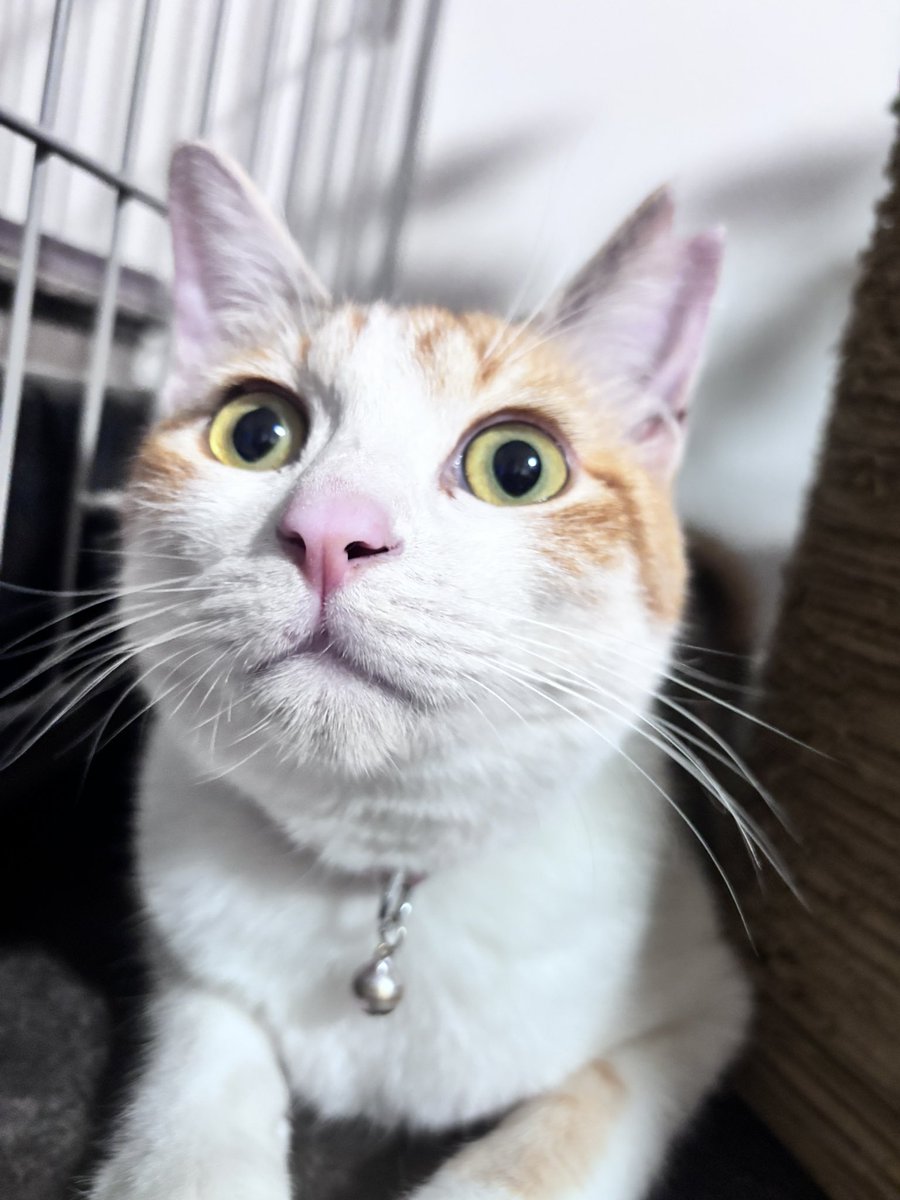 uraki___x's tweet photo. #6月を写真4枚で振り返る 
猫
バイク
推し
クワガタ

今月も充実しまくりやでな‼️ https://t.co/3bIT1wvv35