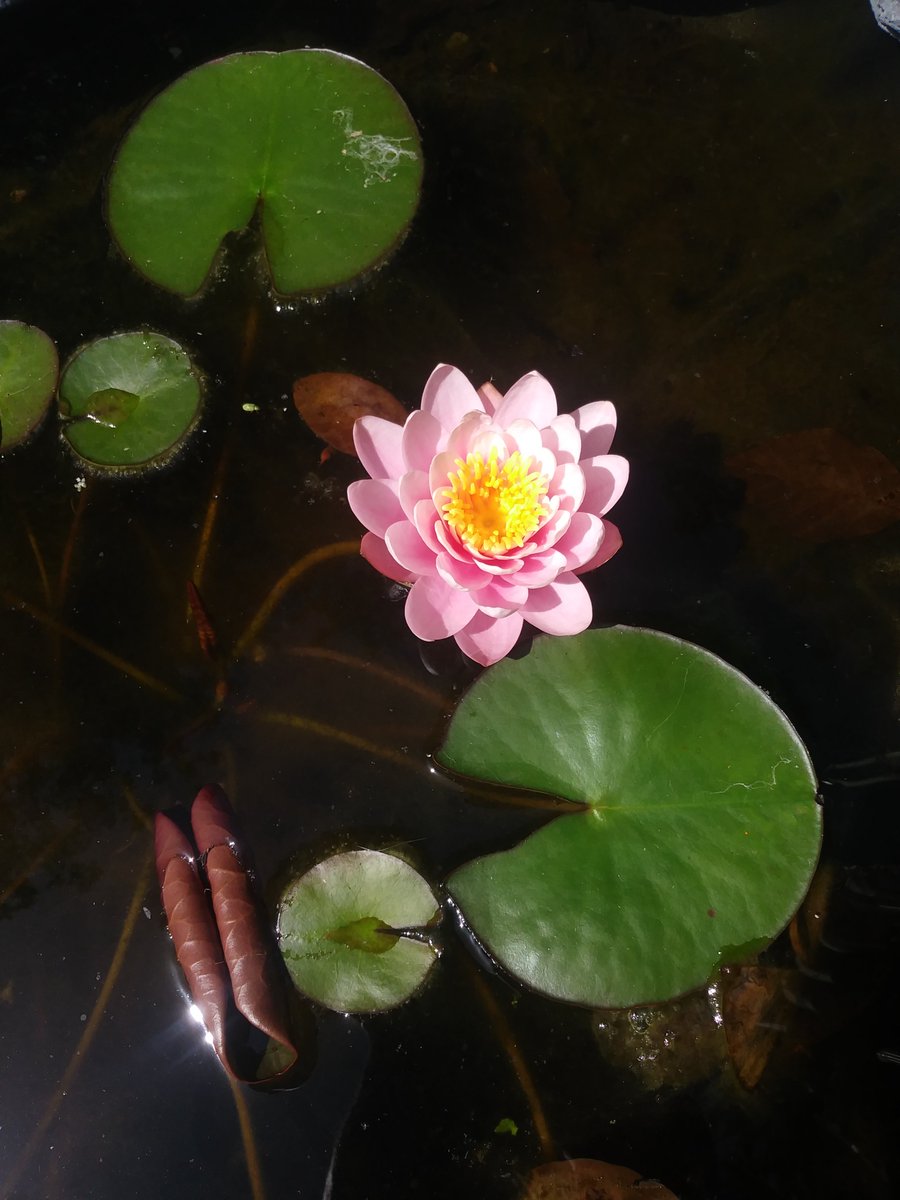 Shpangle_'s tweet photo. A beautiful water lily flower has opened in our pond. Isn't nature amazing! https://t.co/qEalrBj9Aa