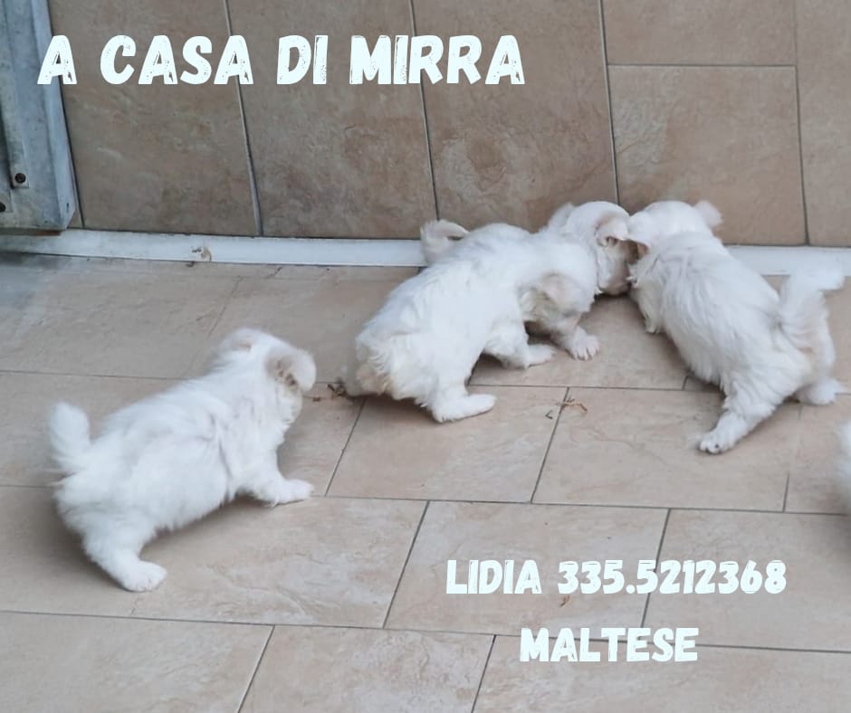 casa_mirra's tweet photo. Cuccioli di Maltese disponibili x info Lidia 3355212368 https://t.co/8W66gQz5ur
poodlelovers #dog #puppy #cute #eyes #pet #animal #petstagram #petsagram #dogsitting #dogsofinstagram #ilovemydog #dogstagram #dogoftheday #lovedogs #lovepuppies #adorable #doglover https://t.co/H1lZNCtEn7