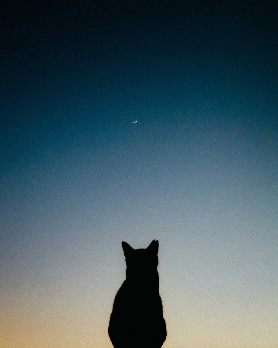 K0CHENG_'s tweet photo. Henlo! How have your miaws been? 🐾🐱 https://t.co/d9fv9jAYpX