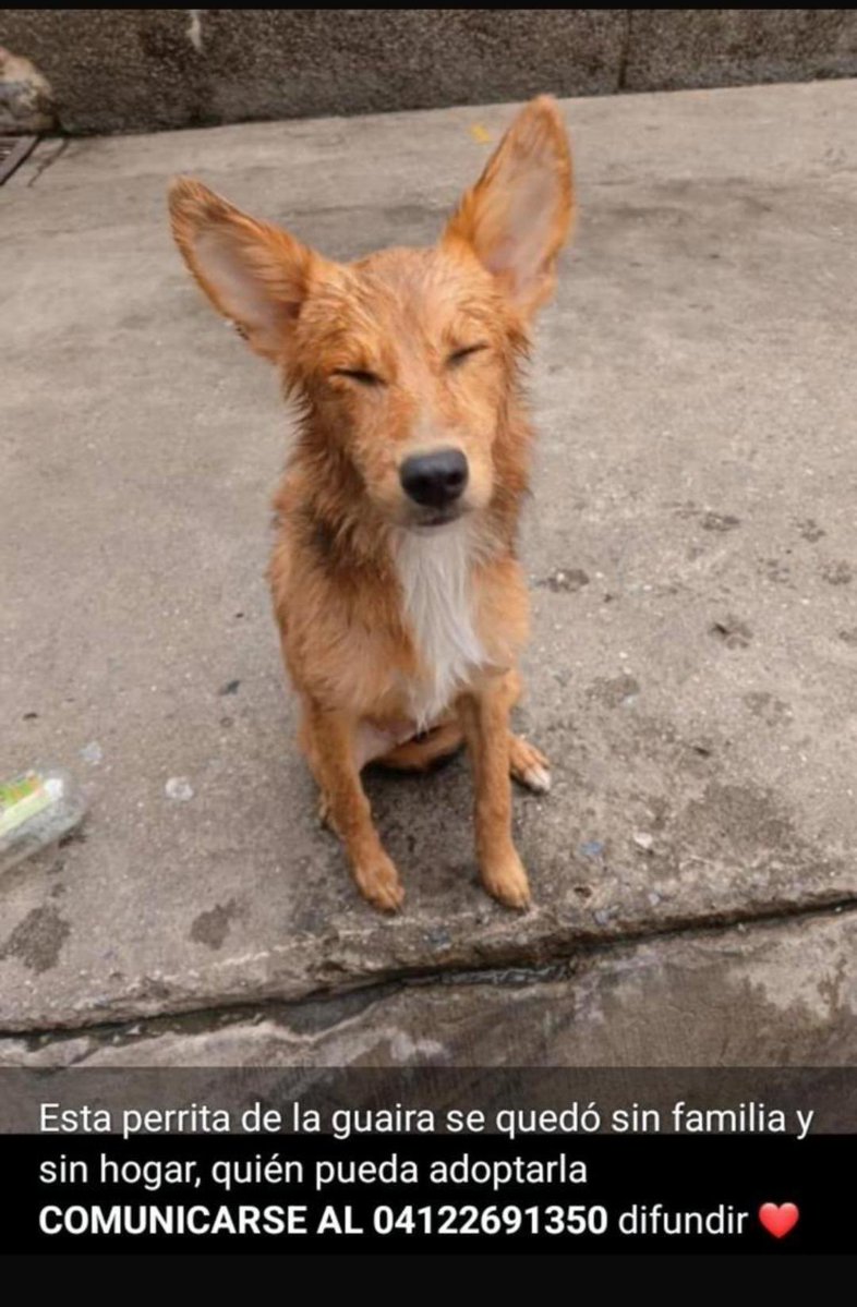 AliceeProAnimal's tweet photo. URGENTE BUSCA NUEVA FAMILIA!‼️
Perrita quedó huérfana, perdió a su familia humana. 

La Guaira https://t.co/YqIEVD284n