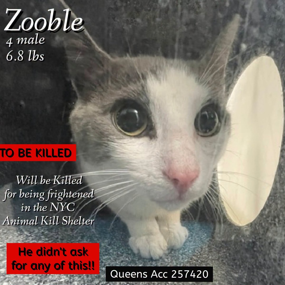 lordi1960's tweet photo. ♦♦TO BE KILLED - 12:00PM (EASTERN) TUESDAY 06/30/2026♦♦
♦♦SOS CODE RED♦♦
🆘NEW ADDITION! - TO BE KILLED🆘🆘

QUEENS ACC ADOPTABLE

❤️ZOOBLE 257420:
4YR | Neutered (now) | Stray | 6.8 lbs

https://t.co/ogMimwyeMO https://t.co/rwBJmN0VMC