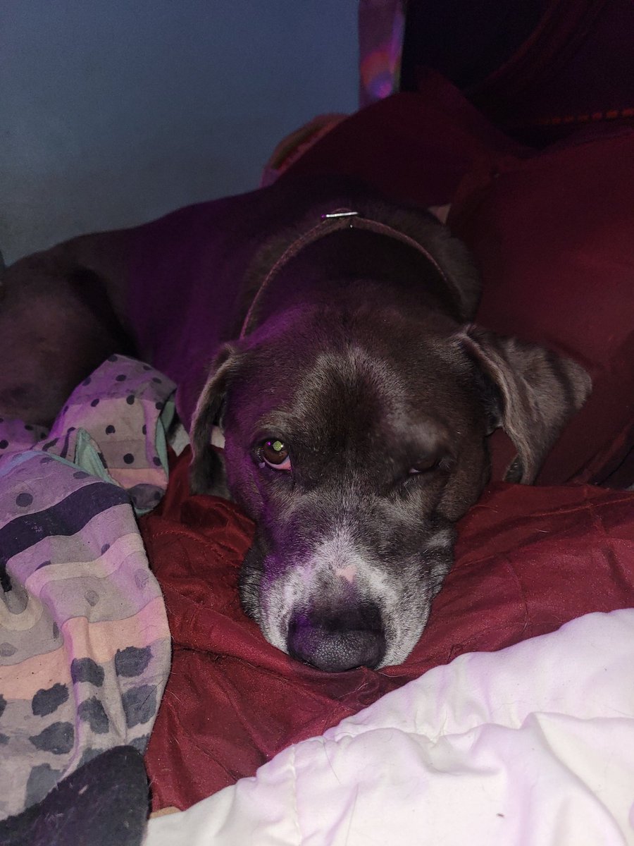 PixelHeartLive's tweet photo. I wonder which sounds would be more scary hearing from behind in the dark. The sound of a revolver hammer has been set, a shotgun round been loaded, or my dog Skag jumping off the bed at 3Am with the rattling of his collar and tags. https://t.co/7ALnCnYhG6