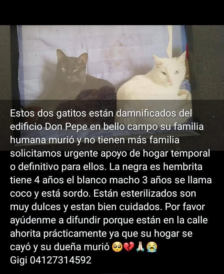 AliceeProAnimal's tweet photo. URGENTE BUSCAN NUEVA FAMILIA!‼️
Gatitos quedaron damnificados, buscan nuevo hogar. Esterilizados y bien cuidados.

Edificio Don Pepe https://t.co/IWTFjouRry