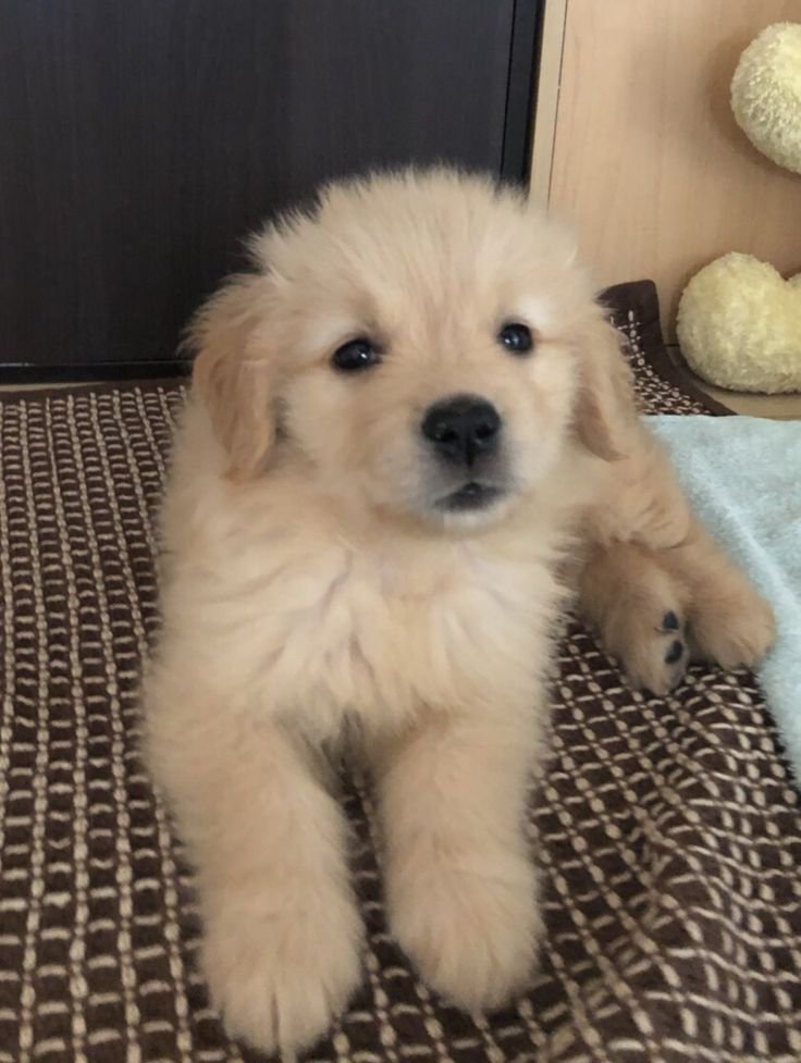 puppies_video's tweet photo. So cute little sweetheart 😘 https://t.co/yiXSDFRp8q