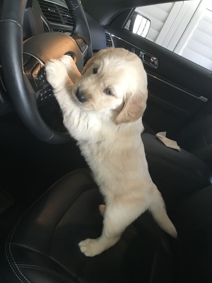 puppies_video's tweet photo. So cute little sweetheart 😘 https://t.co/yiXSDFRp8q