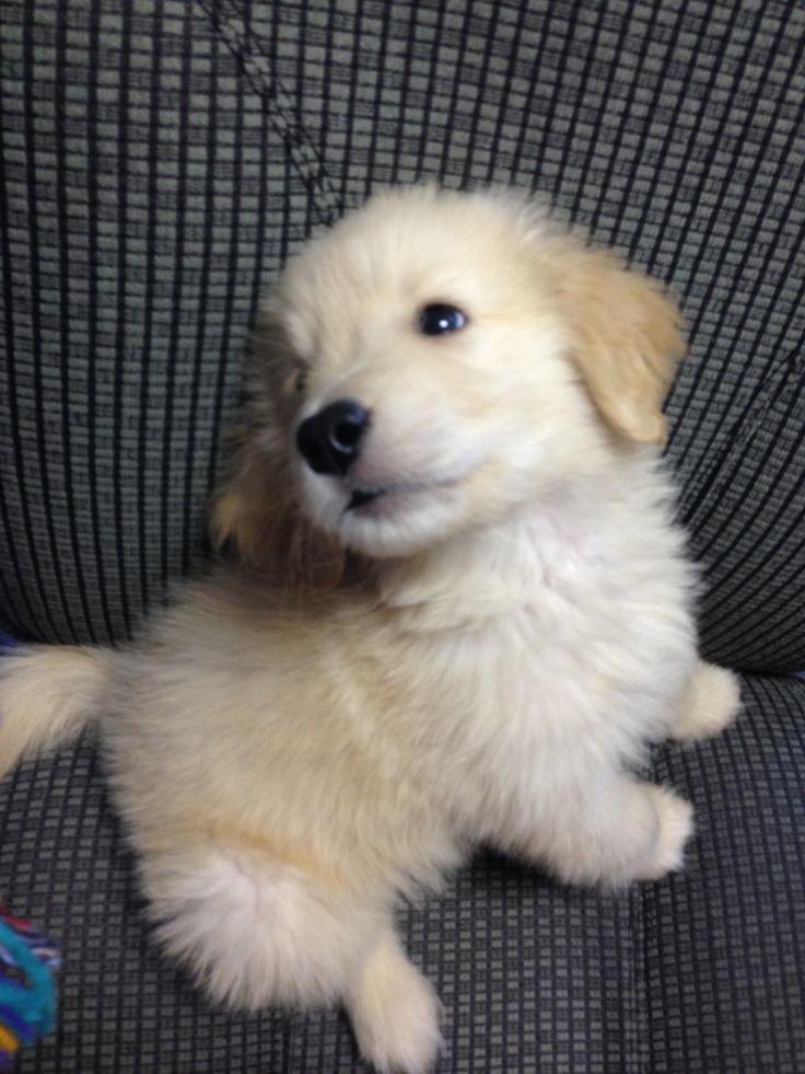 puppies_video's tweet photo. So cute little sweetheart 😘 https://t.co/yiXSDFRp8q