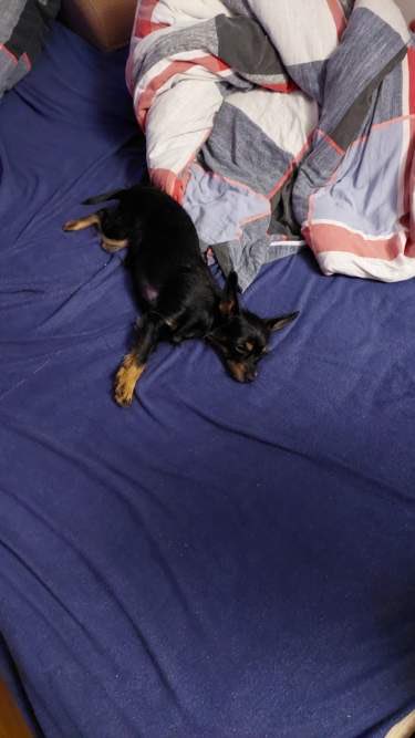 zabunia's tweet photo. My parents are working. It's the next hottest day. Fortunately, I have a big bed all to myself. #dogs #hotday #Zabka https://t.co/ZZlLERuJUo