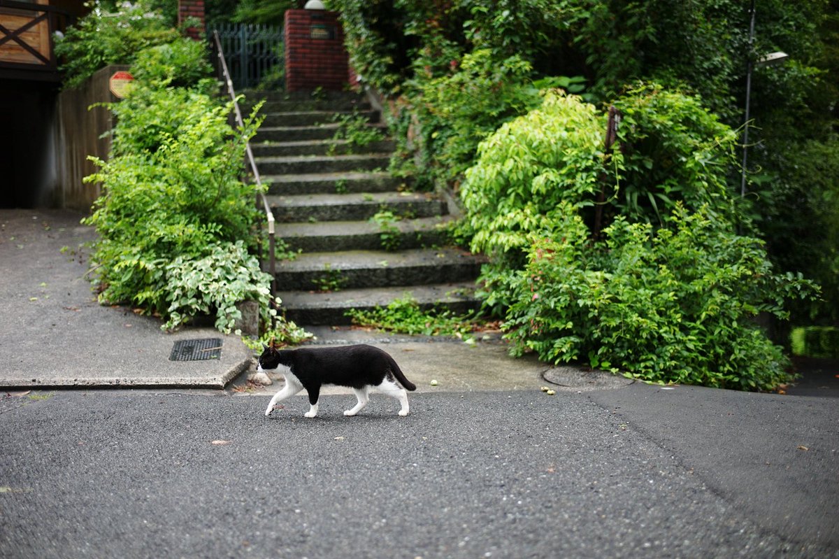 canon964's tweet photo. 泰然自若と横切る猫

#photography
LEICA M9-P+SUMMILUX-M 1:1.4/35 ASPH. https://t.co/VjxrbNEDIn