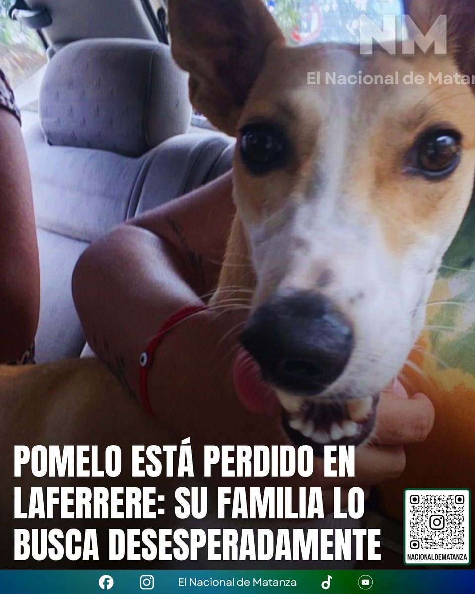 NacionalMatanza's tweet photo. 🐶 POMELO ESTÁ PERDIDO EN LAFERRERE: AYUDANOS A ENCONTRARLO 💔

Desde la noche del sábado, Pomelo no aparece. Se perdió en la zona de Zamudio y Valentín Gómez, en Gregorio de Laferrere, y su familia está viviendo horas de mucha angustia.

Pomelo es un integrante más de la familia y lo están esperando con la esperanza de que alguien lo haya visto o lo tenga resguardado.

🙏 Si lo viste o sabés dónde puede estar, escribinos por privado. Nosotros nos encargaremos de poner en contacto a quien tenga información con su familia.

Compartí esta publicación. Cada difusión puede ser la que ayude a que Pomelo vuelva a casa. 🏡❤️