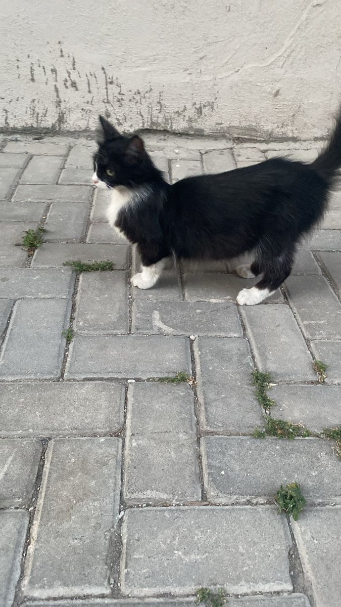 heyystellla's tweet photo. Onden basik mal kedi https://t.co/Hzkt2BofA1