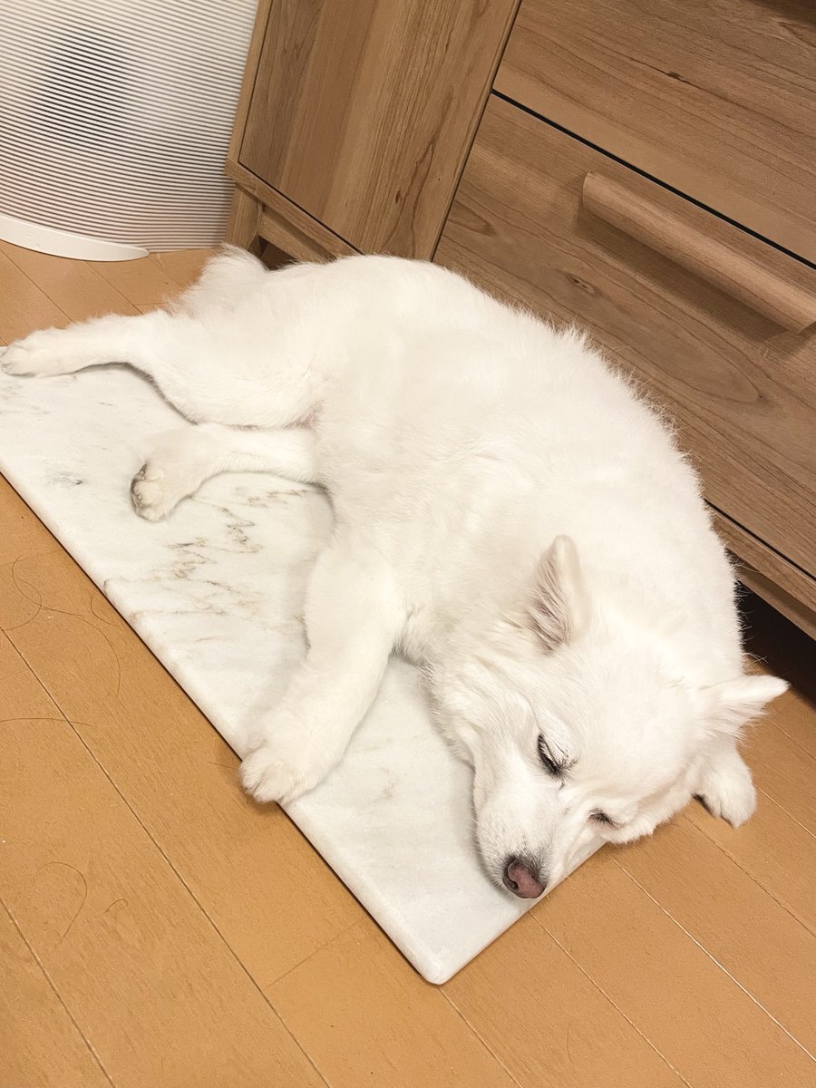 inoao's tweet photo. 犬の涼み用の大理石ボード、上手に使ってくれて嬉しい。涼しいね https://t.co/2eTrUZn3Qj