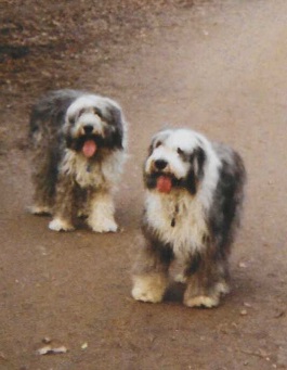 DaggiFischi's tweet photo. @riehle_dennis Meine beiden letzten Bobtails. Wir haben sie geliebt! Sie waren meiner Kids und mir immer ein treuer Begleiter... ich vermisse sie immer noch. https://t.co/3kWM4R1VNK