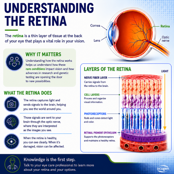 Ocugen's tweet photo. Understanding the retina is an important step in vision health. Many #retinaldiseases are linked to genetic mutations that can lead to vision loss. #Ocugen is advancing modifier gene therapies designed to address the causes of these rare conditions and help preserve vision. https://t.co/CLq6veHqA7