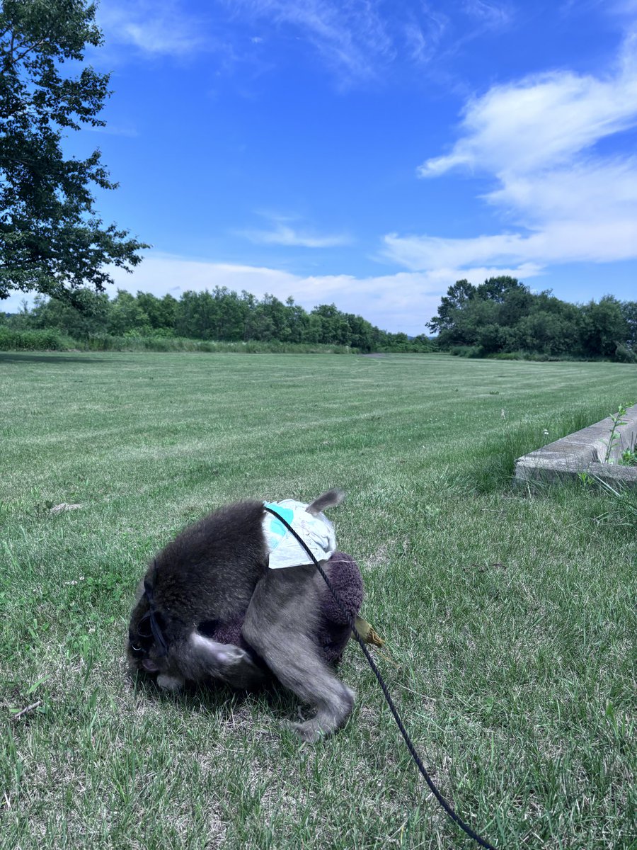 0523_gen's tweet photo. 大草原とGenのお尻。🍑

#北海道　#猿まわし #ニホンザル　#monkey https://t.co/5Sv0F0mY9C