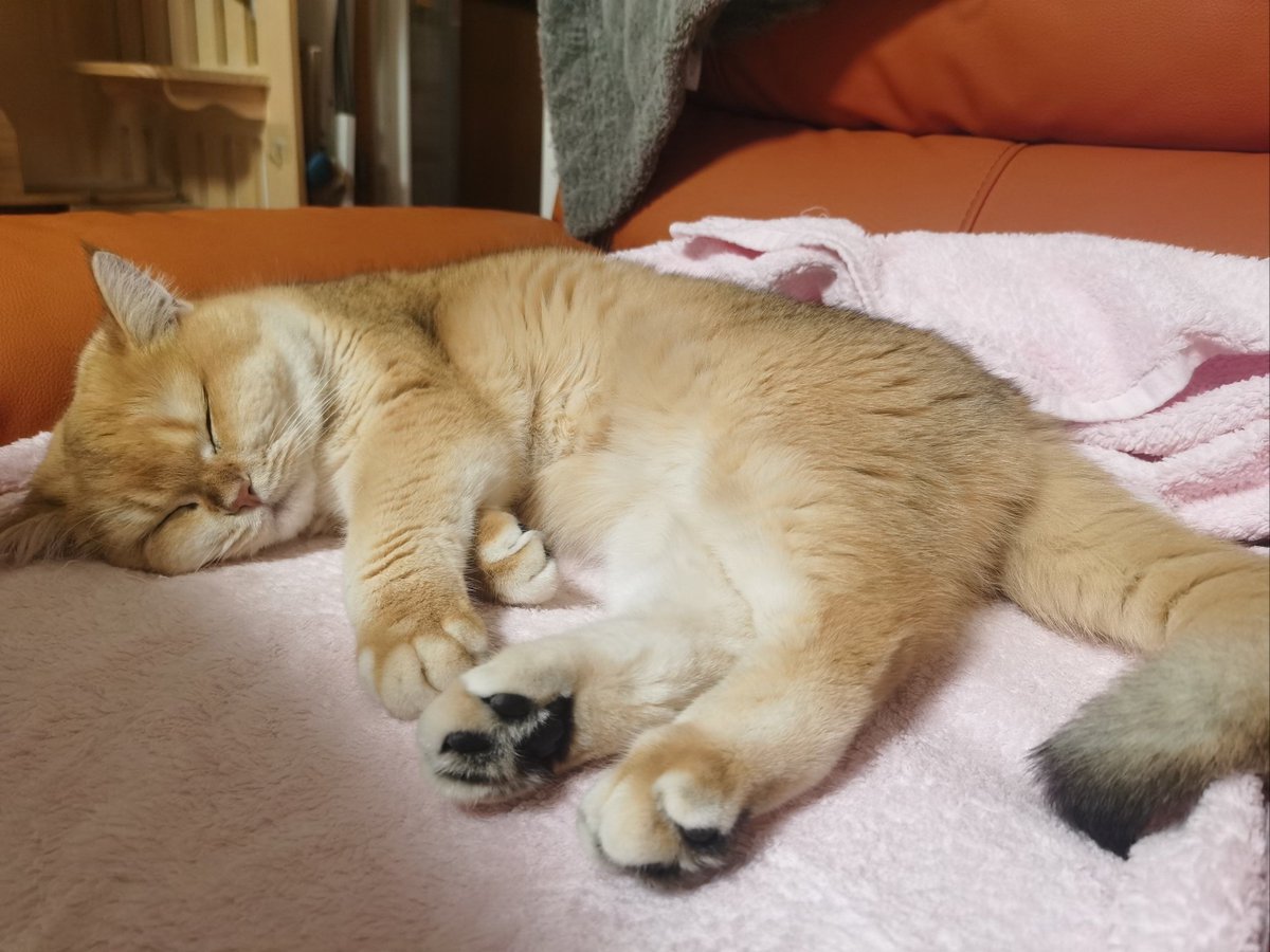 sjaak0111's tweet photo. Got a tiny win today: folded all the laundry while my cat napped on the clean pile. Domestic magic hits different. https://t.co/E7yQV3Jjj8