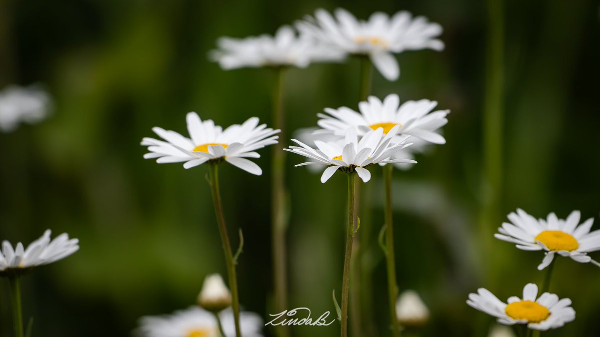 LSBofEBB's tweet photo. We Speak Summer Here
That's what Daisies speak. What do you speak? Oxeye Daisy.
#godsdesign #summer #daisies #wildflowers #getoutsideandexplore #RhodeIsland #photographer https://t.co/riNVeOowbW