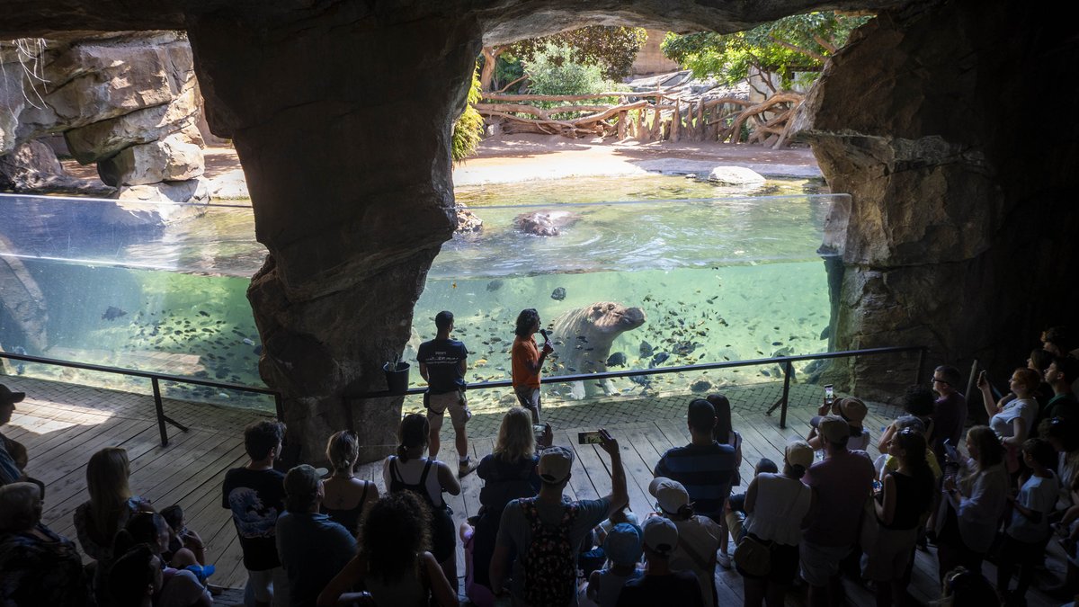 AntonianosVal's tweet photo. 🦁🌿 ¡Enhorabuena a @Bioparc!
Ya está entre los 10 mejores parques de #animales del mundo y el Top 5 de Europa.
Desde la Real Hermandad de #SanAntonioAbad de Valencia felicitamos este gran reconocimiento por su compromiso con la conservación y el bienestar animal. 💚

#Bioparc https://t.co/2zj2giDtIM