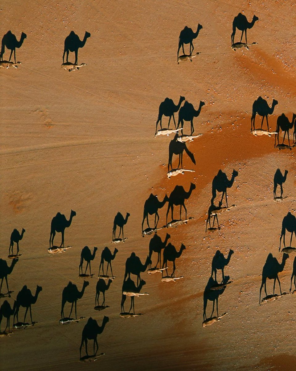 AMAZlNGNATURE's tweet photo. Camels crossing Oman's Rub' al Khali create a striking optical illusion

The black shapes are the camels' shadows, while the camels are the small white figures below. A stunning aerial illusion captured by photographer George Steinmetz https://t.co/6NGyDd3oG3
