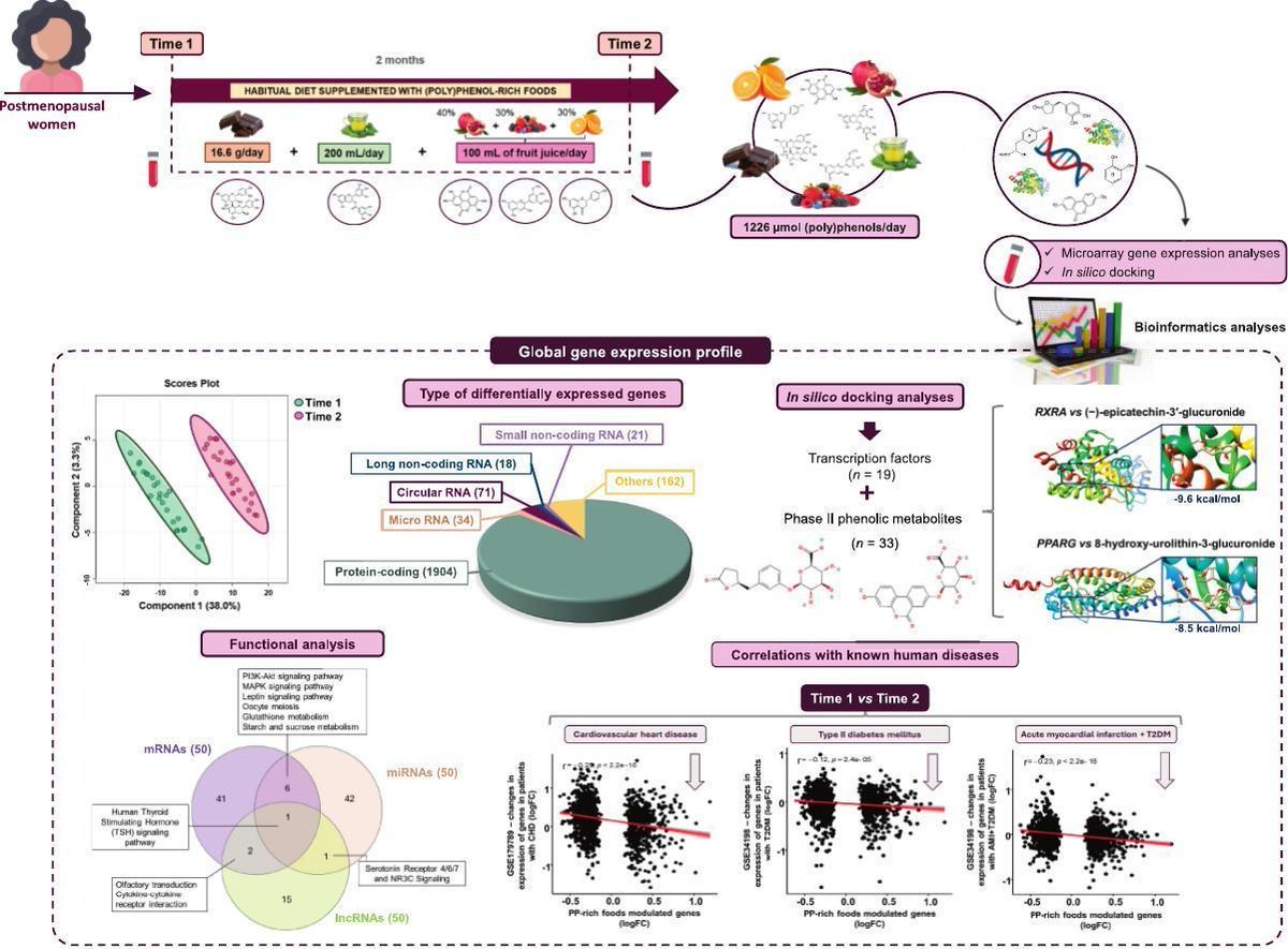_MCRicardo_'s tweet photo. Chronic consumption of (poly)phenol-rich foods exerts multigenomic modification of genes linked to cardiometabolic health in postmenopausal women

✅️ Foods rich in PP (dark chocolate, green tea, & fruits such as pomegranate, berries, & orange) may improve cardiometabolic health by modulating gene expression, resulting in a promising dietary approach to reduce adverse effects during menopause.

Highlights:

▶️ Daily intake of (poly)phenol-rich foods modulates gene expression in postmenopausal women.

▶️ Dietary (poly)phenols regulate both protein-coding genes and non-coding RNAs (miRNA, lncRNA).

▶️ Simultaneous intake of (poly)phenol-rich foods may improve cardiometabolic health in postmenopausal women.

https://t.co/fLYKRMqrIT
@HealthyFellow @DHPSP @tatiann69922625