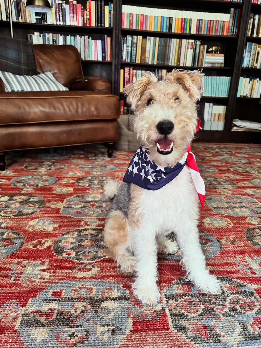 DunsonMartha's tweet photo. Teddy is ready! 🇺🇸🇺🇸🇺🇸 https://t.co/5f3e7lXBCH