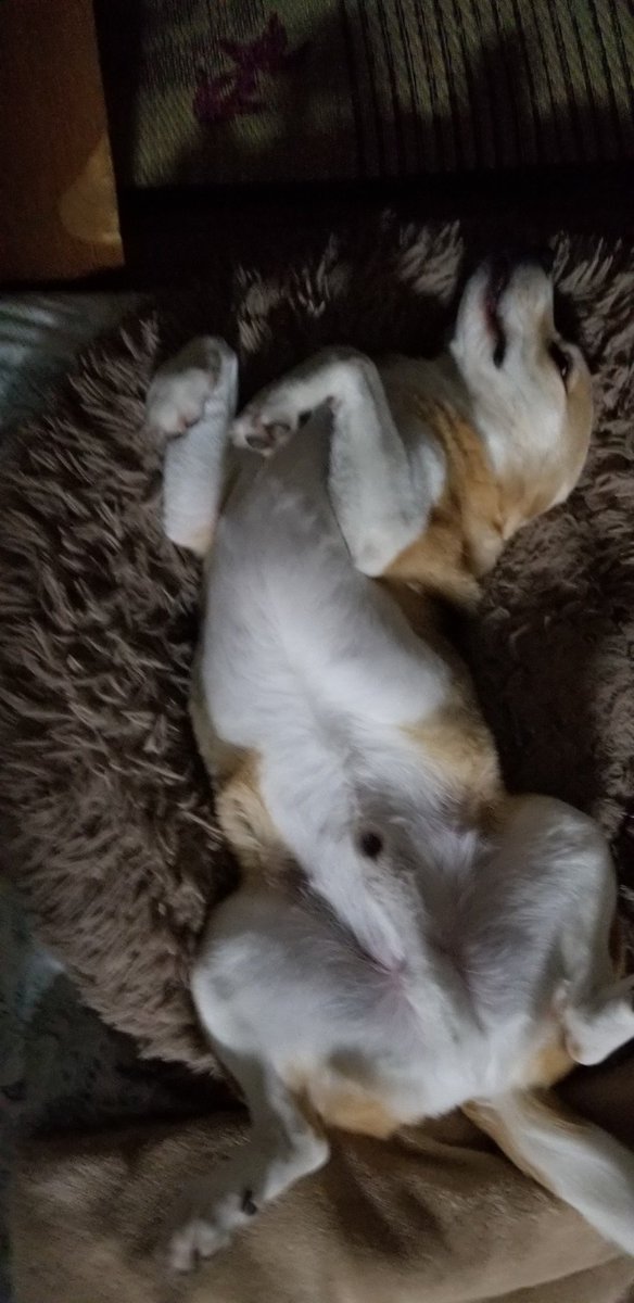 beagle_BEE's tweet photo. 夕方は若犬の楓太くんと遊んで満足そらちゃん😊

『まだまだ若い者には負けん』の7歳のそらちゃん😅 https://t.co/tRbiJz9tcm