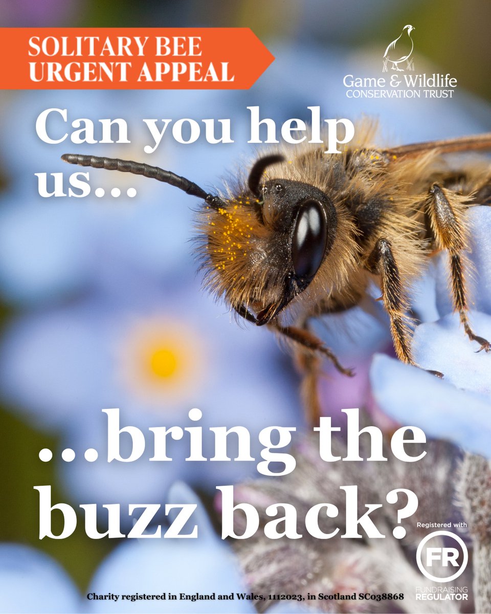 fbuner's tweet photo. #Solitarybees are crucially important pollinators for wildflowers and crops. Sadly, they continue to decline. Many nest in bare soil patches on farmland. This appeal helps fund important research which ultimately aims to influence AES policy. #bringthebuzzback https://t.co/vb2kmTYzTy