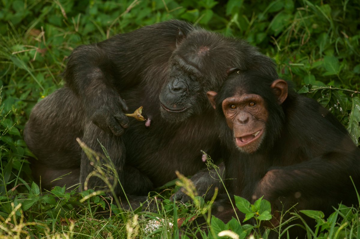 ngambaisland's tweet photo. A lifetime of care, protection and hope for every chimpanzee in our care. 💚🐵#onelove #exploreuganda #exclusivechimpanze experience https://t.co/ZD6Qr1LE5e