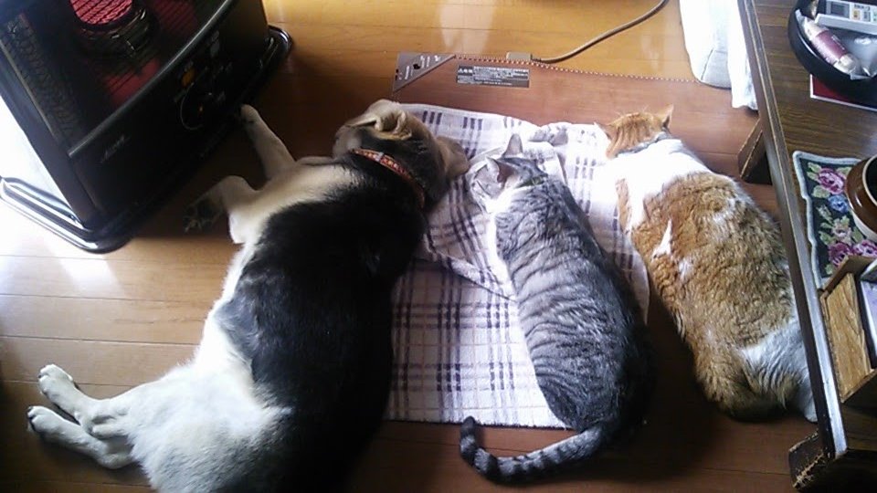 chamchamchamcha's tweet photo. @izumi000 犬とネコ https://t.co/axP5ko74eU