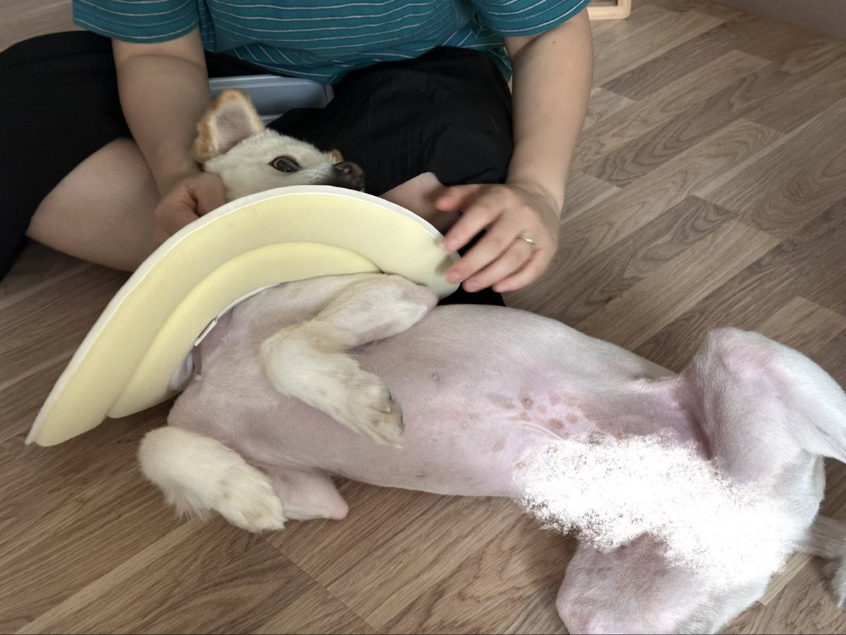 two_stones_paju's tweet photo. 오늘의 석돌🩷
처음 보는 이모한테 배 까는 사교성 짱 강아지😂
오늘은 텐션이 높아서 훈련이 쪼끔 어려웠어요. 대신 이모랑 터그 놀이도 하고 예쁜 모습 많이 보여주었답니다😘
#가족찾는석돌 #파주돌돌즈 #접대견이라불리는아이 https://t.co/mTHQOmaCVP