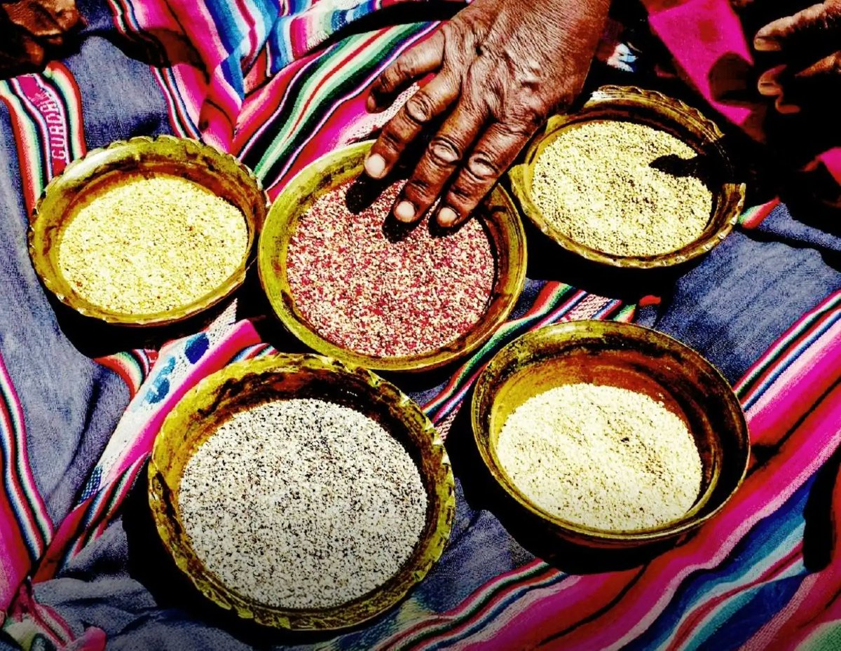 Agencia_Andina's tweet photo. #GranosAndinos ¿Cuál es su aporte nutritivo y a la seguridad alimentaria de los peruanos?👉https://t.co/XZrOK2g5QR https://t.co/FTFj6eNgZV