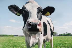 wouterkeller's tweet photo. Verbeterd: Uitgaande vd 3% per boer binnen 1km (cf RIVM), dragen álle ca 1500 Veluwse boeren in de 1km #bufferzone.. 

samen hooguit 1,5% bij ad totale #stikstofdepositie op de #Veluwe. De overige 98,5% vervliegt in de landelijke deken..

Hierbij gaan we uit van een random verdeling vd boeren in de zone en is rekening gehouden met windrichting en afstand tot de Veluwe grens.