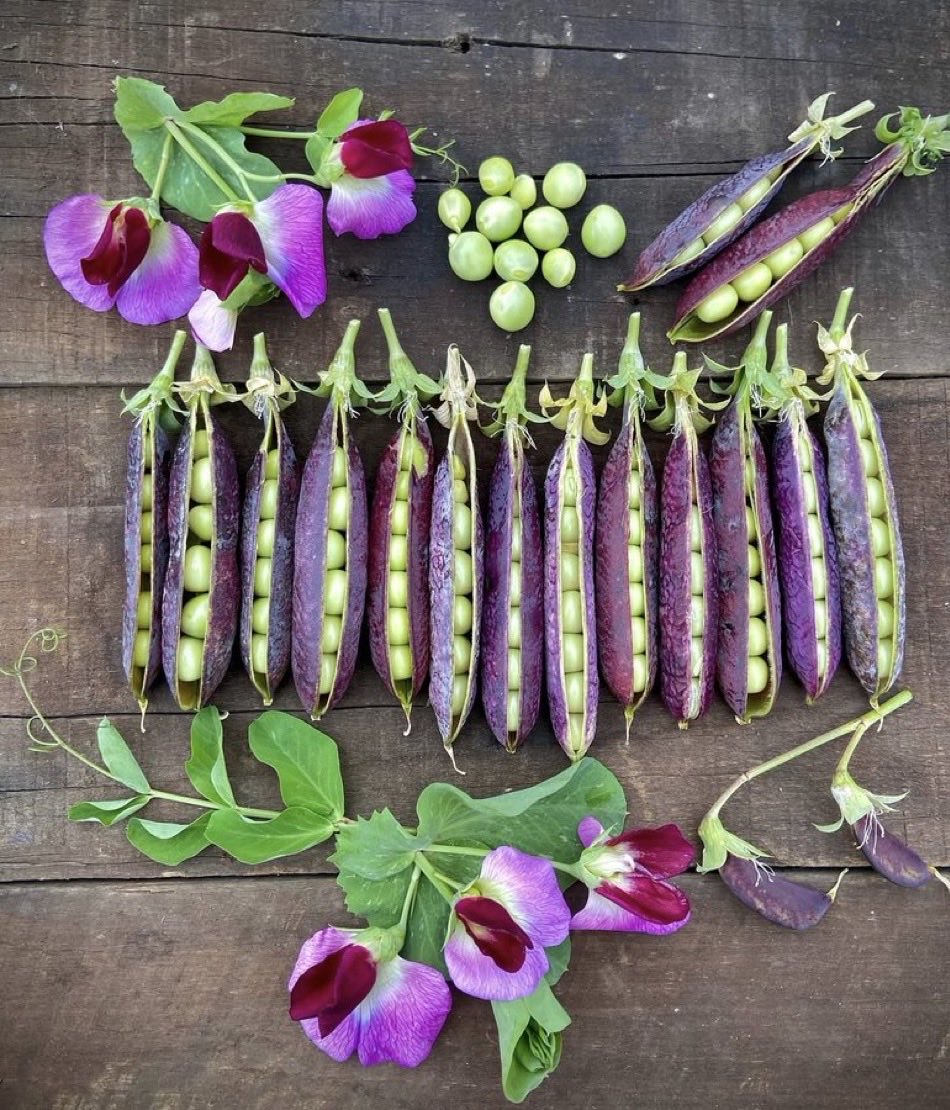 GardenerFliss tweet picture