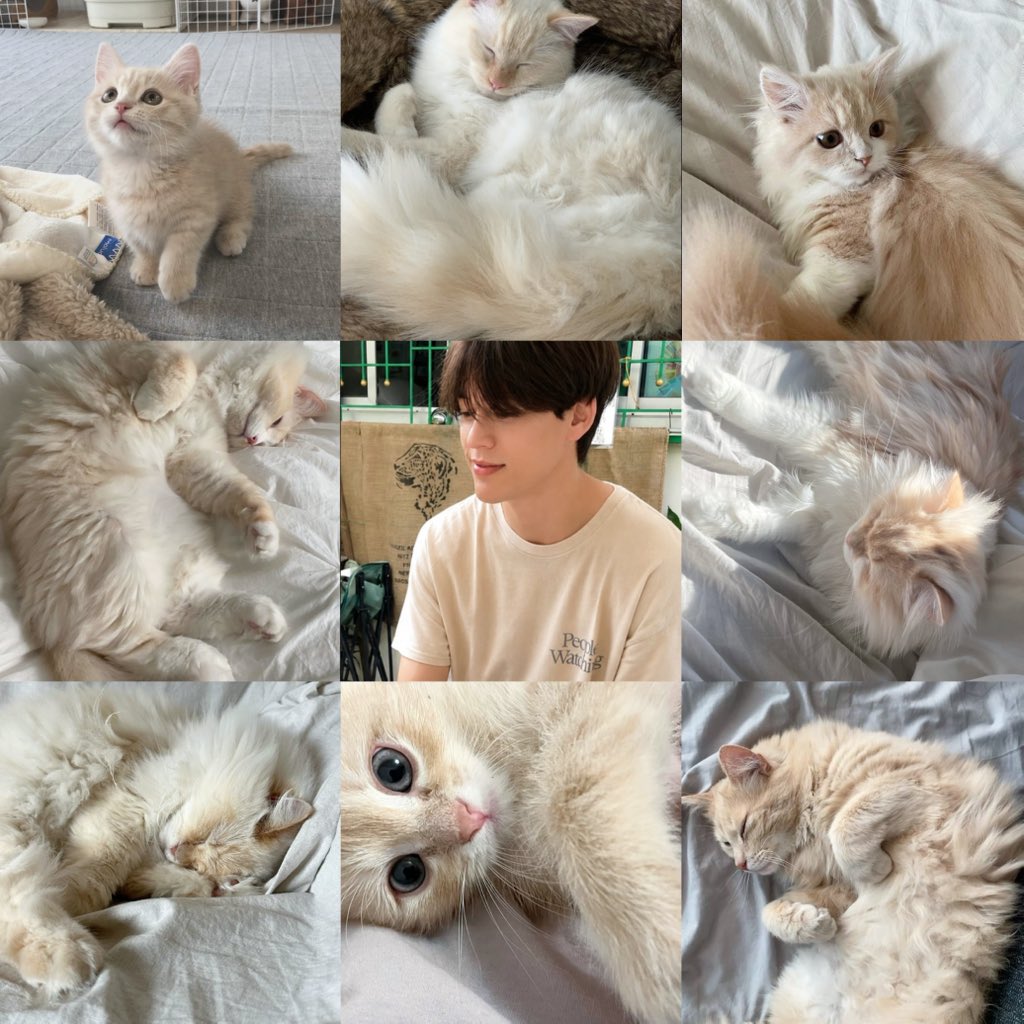 pawberrymelt's tweet photo. meow  meow  meow  meow  meow  meow  meow https://t.co/3vwTxJ0G1h