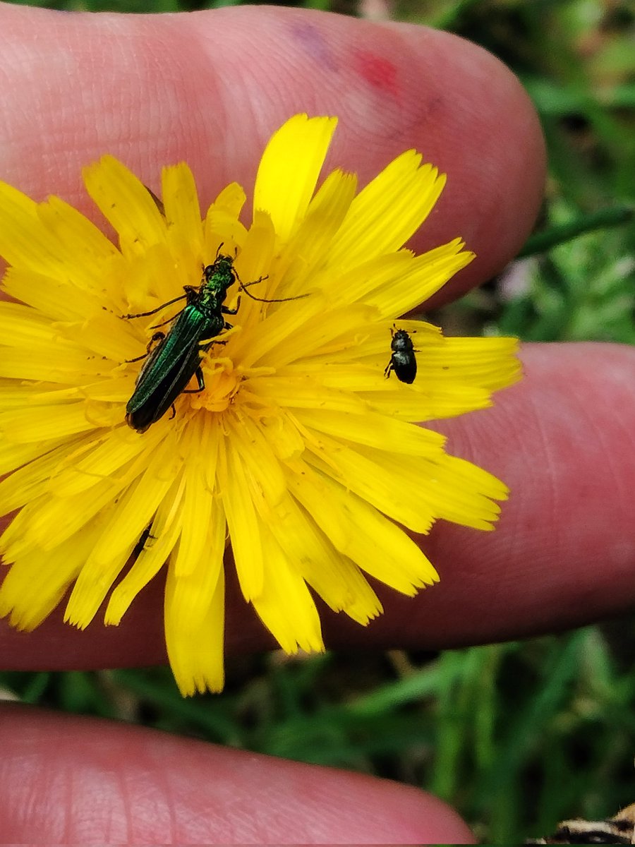 rickymacman1's tweet photo. @itsme_urstruly Beautiful beetles. https://t.co/ho7shcc7RL