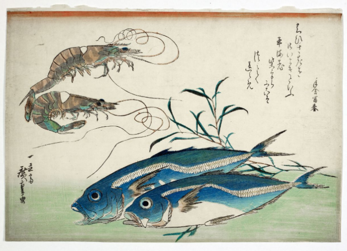 SOAS_SpecColl's tweet photo. Kuruma-ebi (prawns) and Aji (horse mackerel, Trachurus japonicus, Caranx trachurus), from the first series of fish published by Eijudo, c.mid 1830′s, with a poem by Toshinoya Tomiharu. #EYAColourful https://t.co/qAeISObgpS https://t.co/uDq5PX1V83