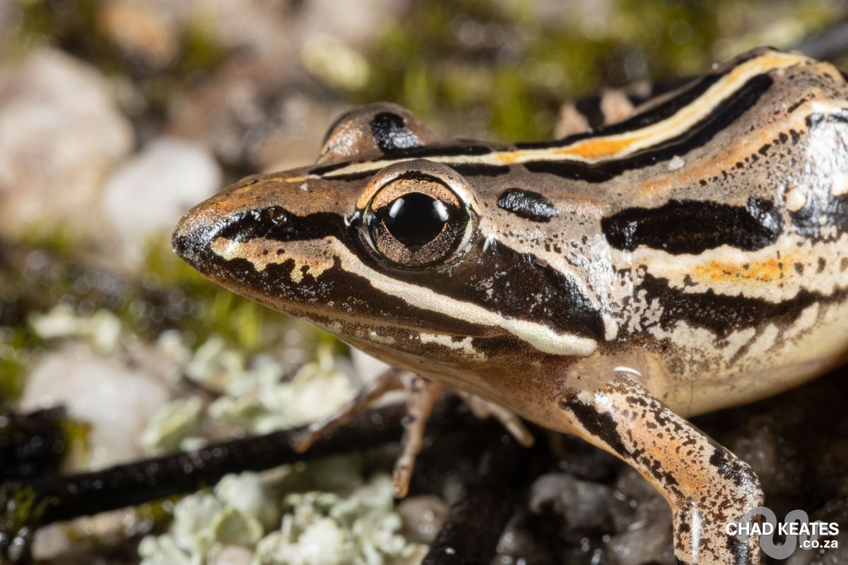 chadkeates's tweet photo. Banded Stream Frog – Strongylopus bonaespei
from Groot Winterhoek Wilderness Area, Western Cape, South Africa

https://t.co/OF3ffRaSHb https://t.co/eNQRIjcKbx